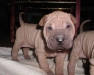 shar-pei-230906-Gilla3a.jpg