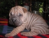 shar-pei-230906-Girlie1a.jpg