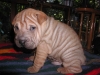 shar-pei-230906-Gismo1a.jpg