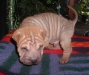 shar-pei-230906-Gismo4a.jpg