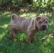 shar-pei-2610-Gershwin1.jpg