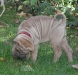 shar-pei-2610-Gesine1.jpg