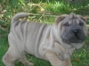 shar-pei-2610-Girlie2a.jpg