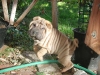 shar-pei-2610-Girlie3a.jpg