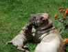 shar-pei-010602-1.jpg