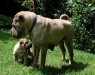 shar-pei-010602-3.jpg