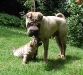 shar-pei-010602-4.jpg