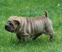 shar-pei-220502-1.jpg