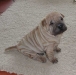 shar-pei-220502-4.jpg