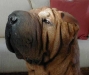 shar-pei-Wum6b.jpg