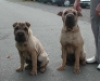 shar-pei-arbxen4.jpg