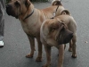 shar-pei-arbxen5.jpg